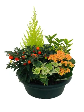 Compo 5 plantes, coupe plastique