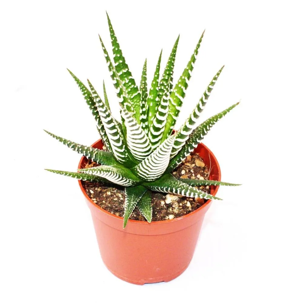 Haworthia fasciata "big band" - petite plante en pot de 5,5 cm
